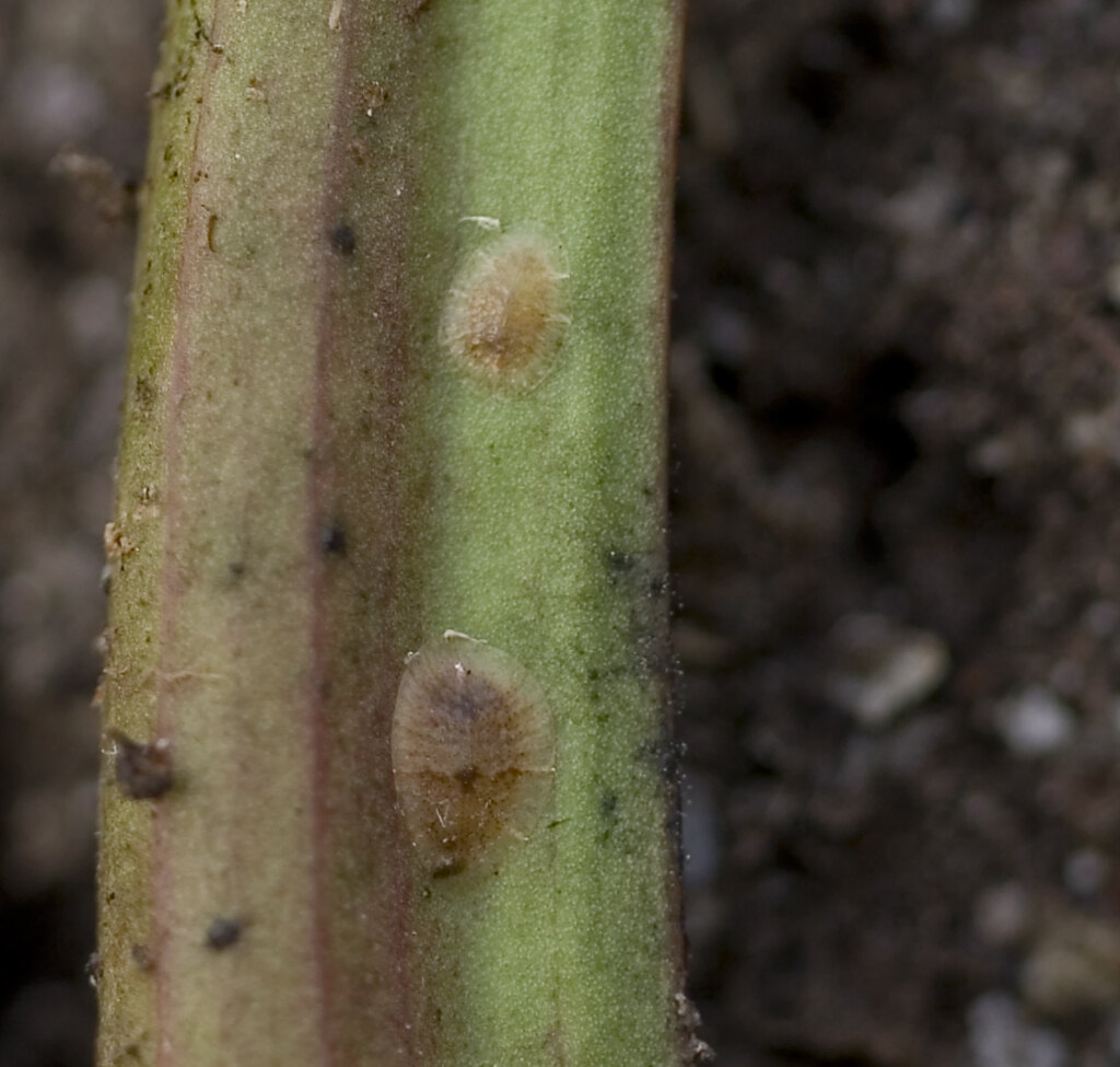 Real scale insects attached to the surface of a Sarracenia leaf