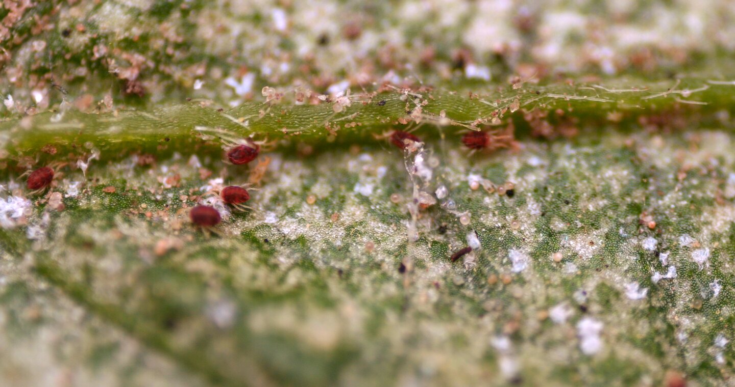 Real spider mites, eggs, pale feeding stippling, and fine webbing on a pepino leaf