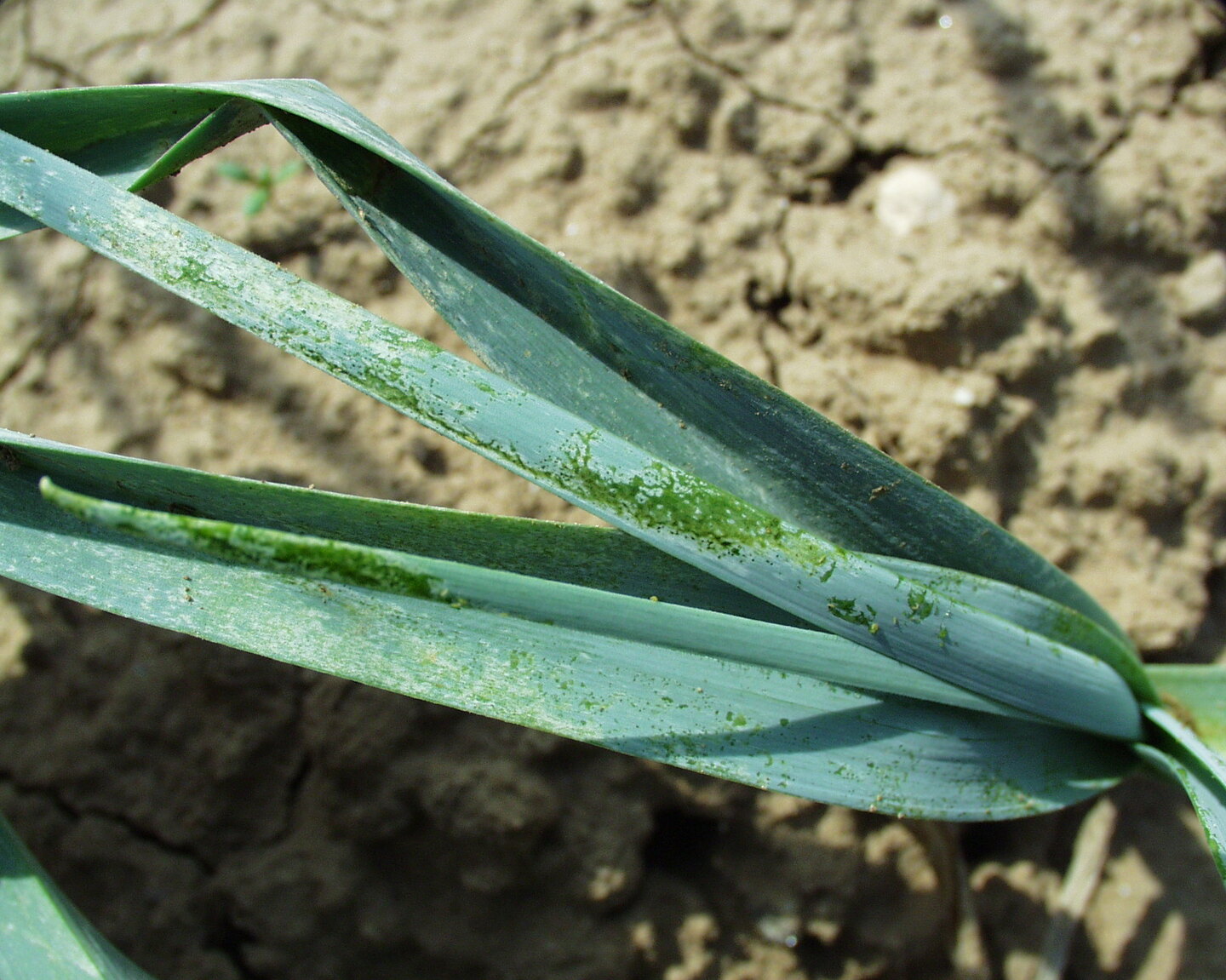 Real leek leaves showing pale thrips feeding damage with tiny dark frass specks