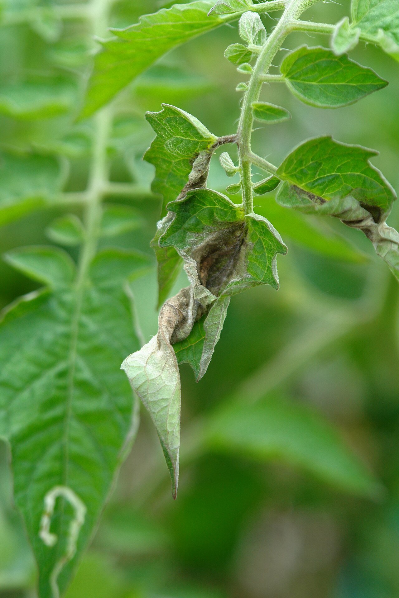 Tomato leaflets with brown necrotic areas and curled, drying tips
