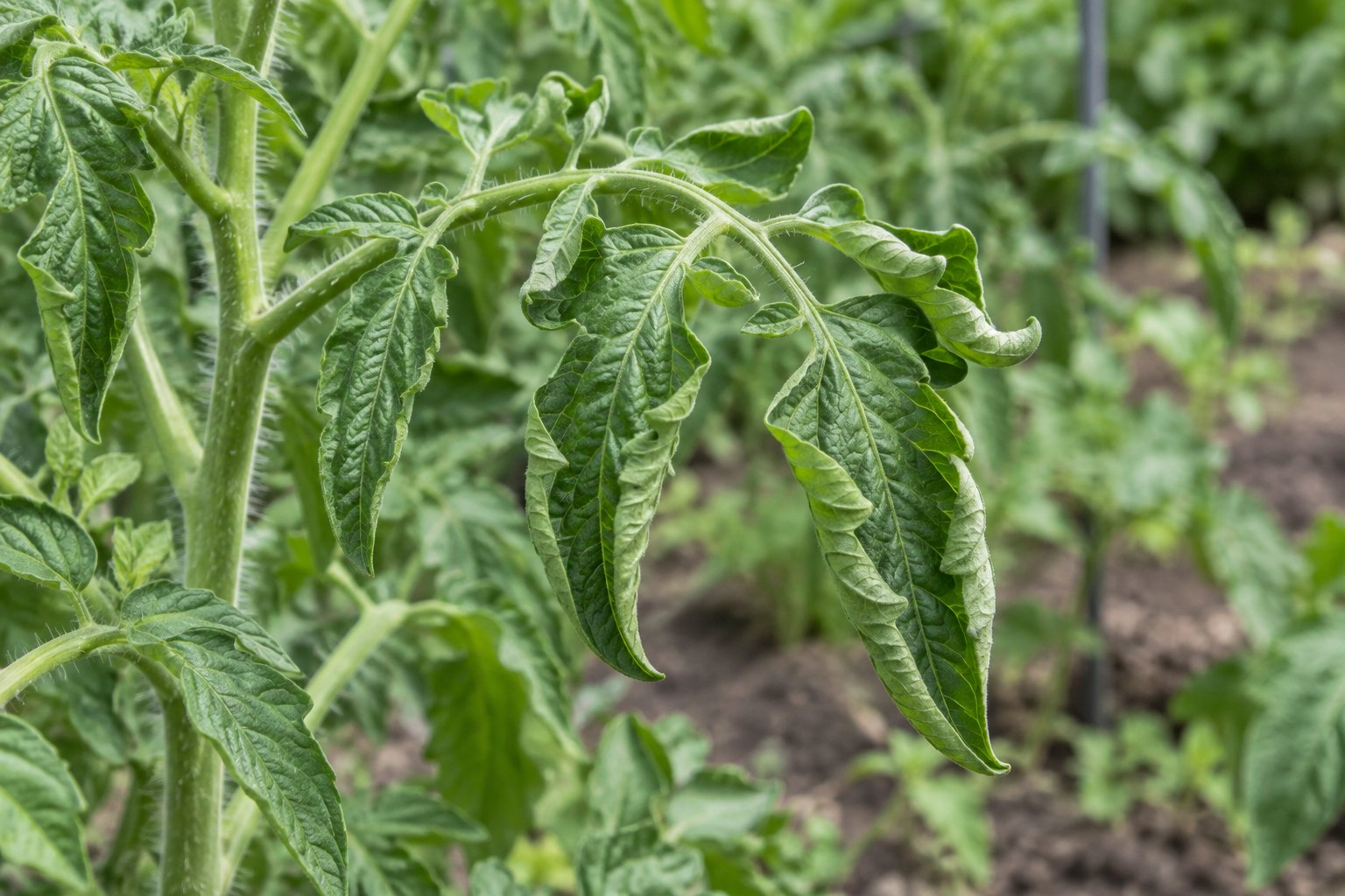 Illustration of green tomato leaflets with their margins rolled upward and inward