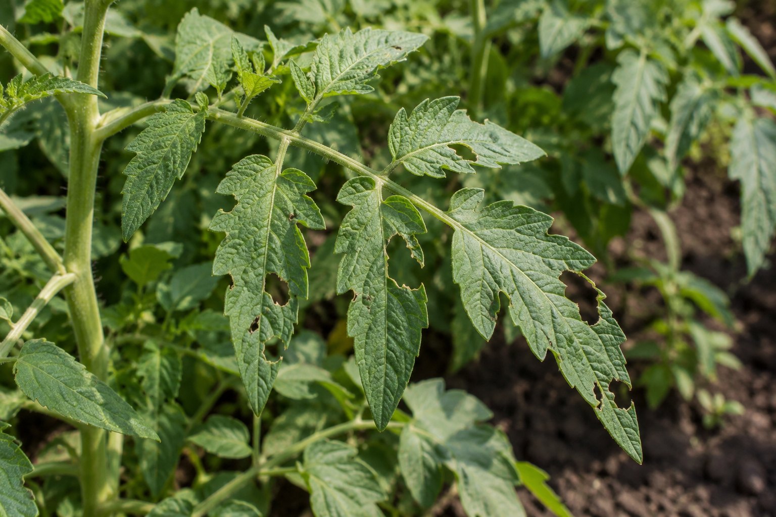 Illustration of serrated tomato leaflets with irregular chewed holes and missing edge tissue