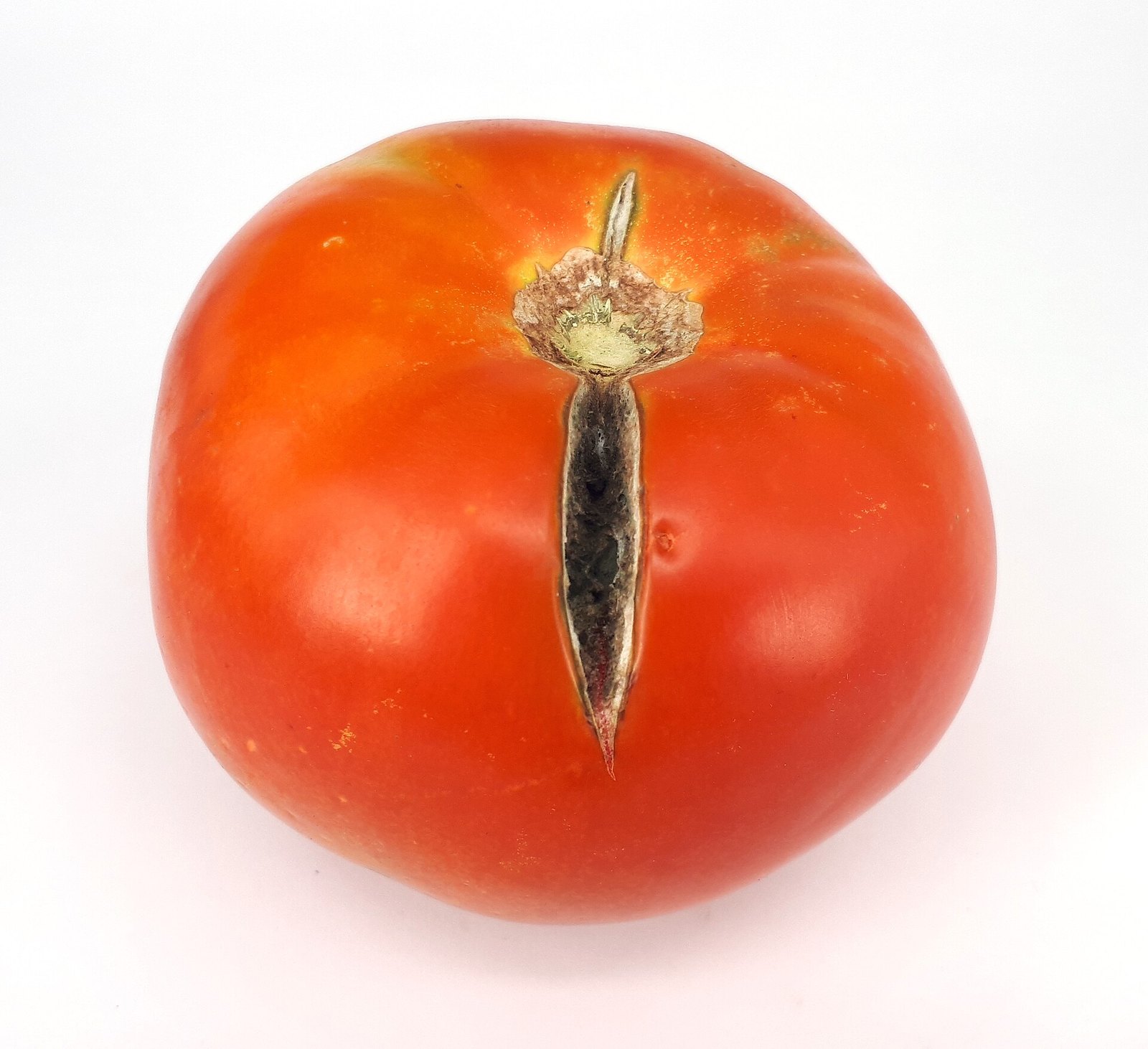 Ripe red tomato with a deep radial split extending from its stem attachment