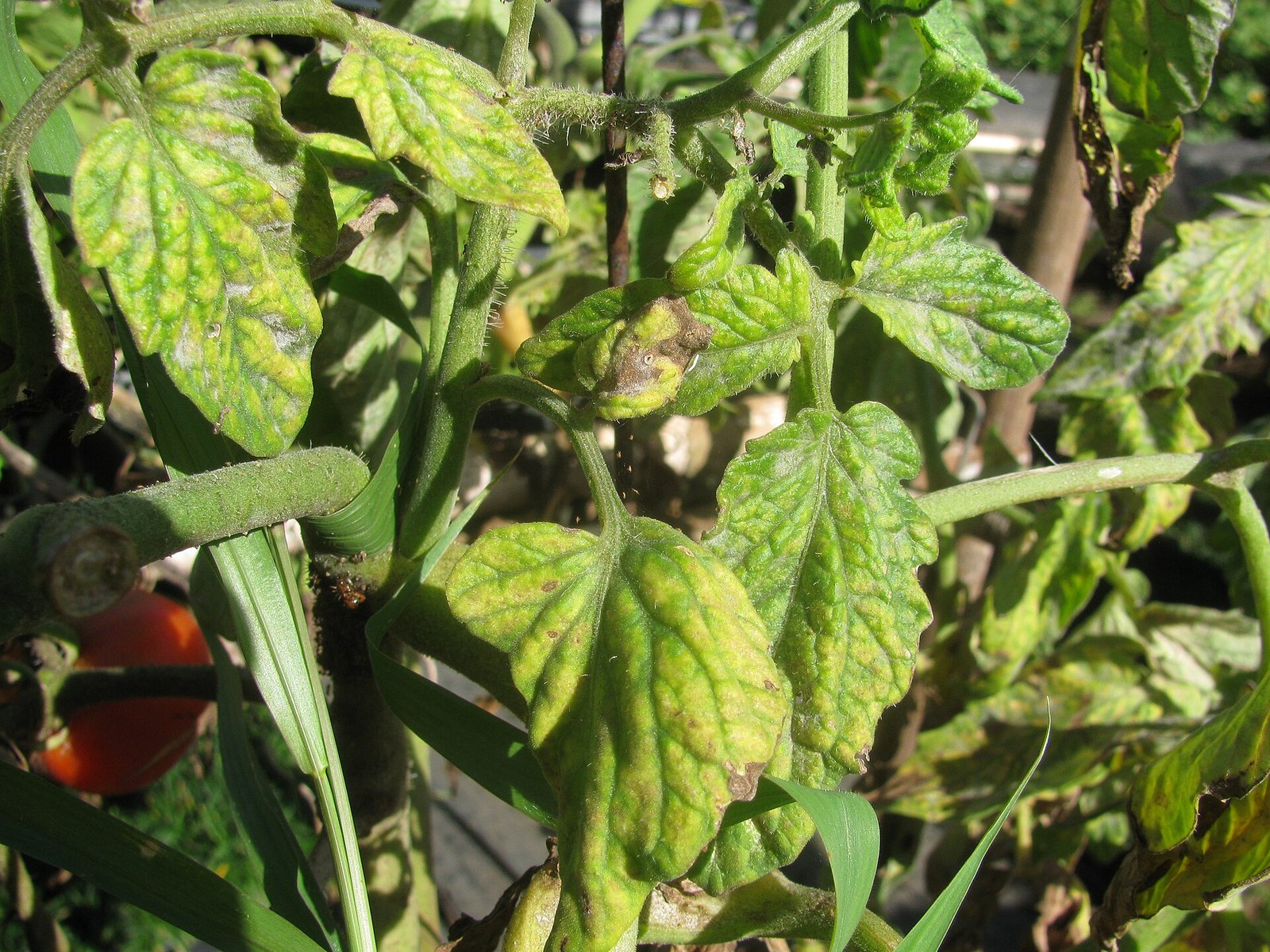 Tomato foliage with yellowing between green veins and areas of brown leaf damage