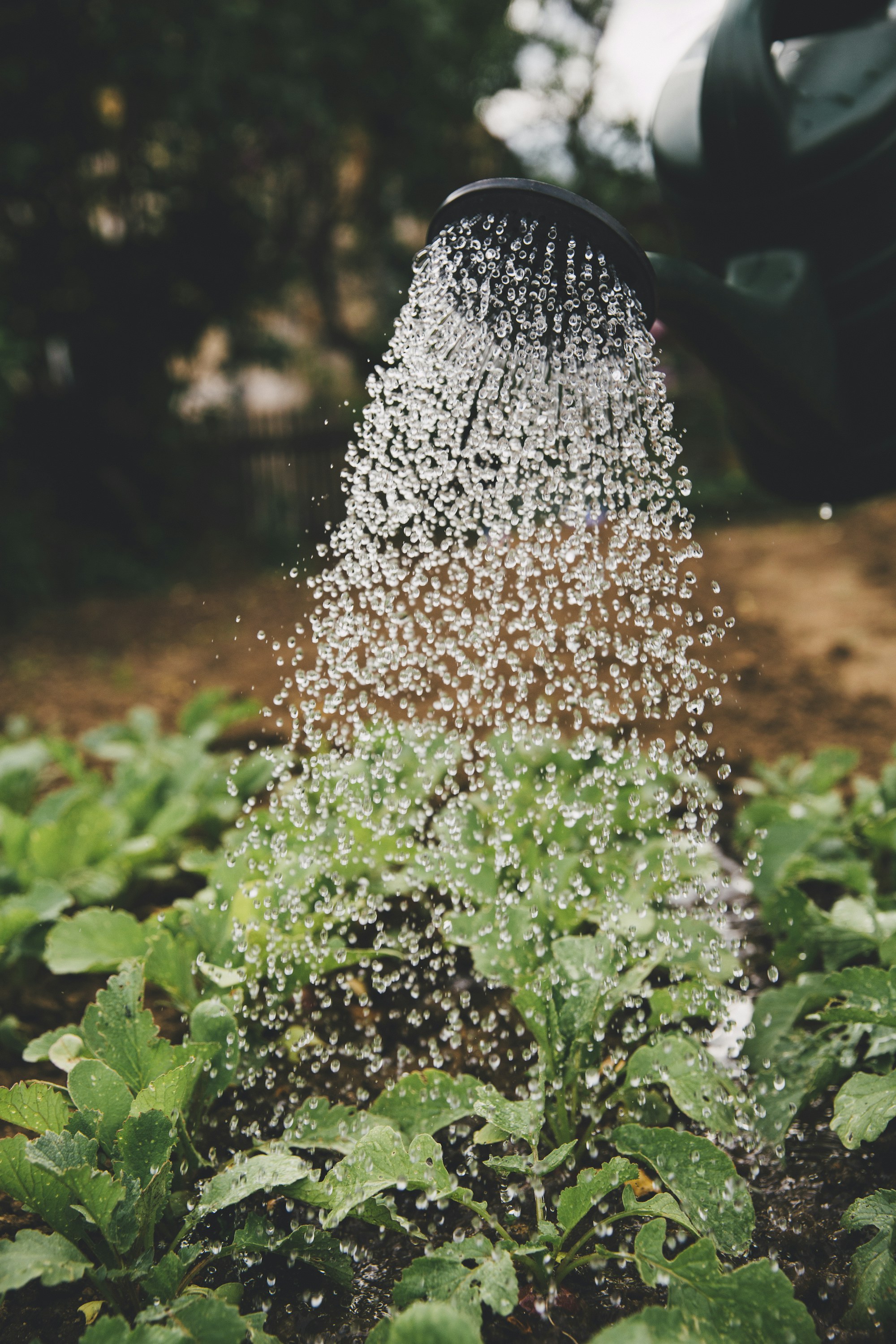 Water being applied to garden plants at the root zone