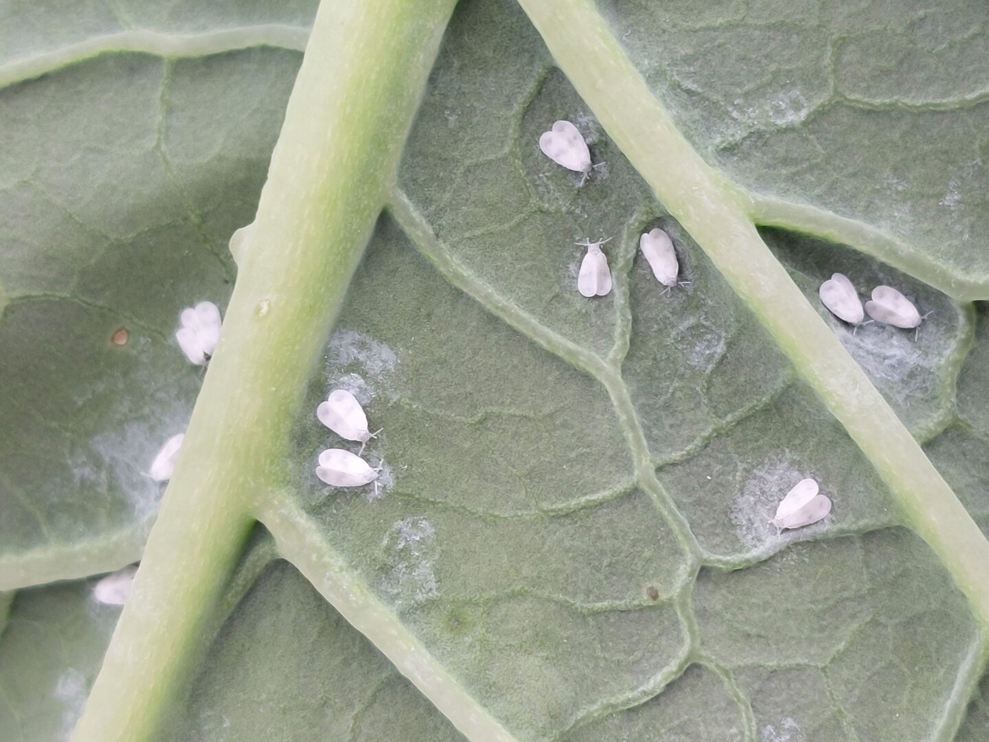 Real whiteflies settled across the underside of a kale leaf