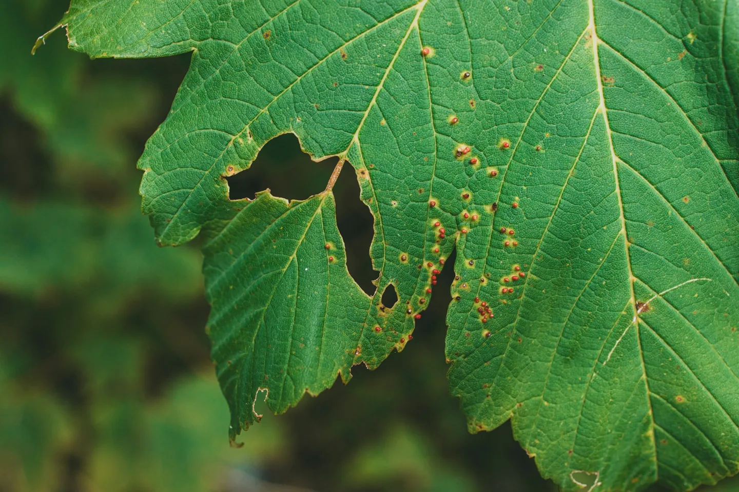 Green leaf showing brown spots from a plant problem