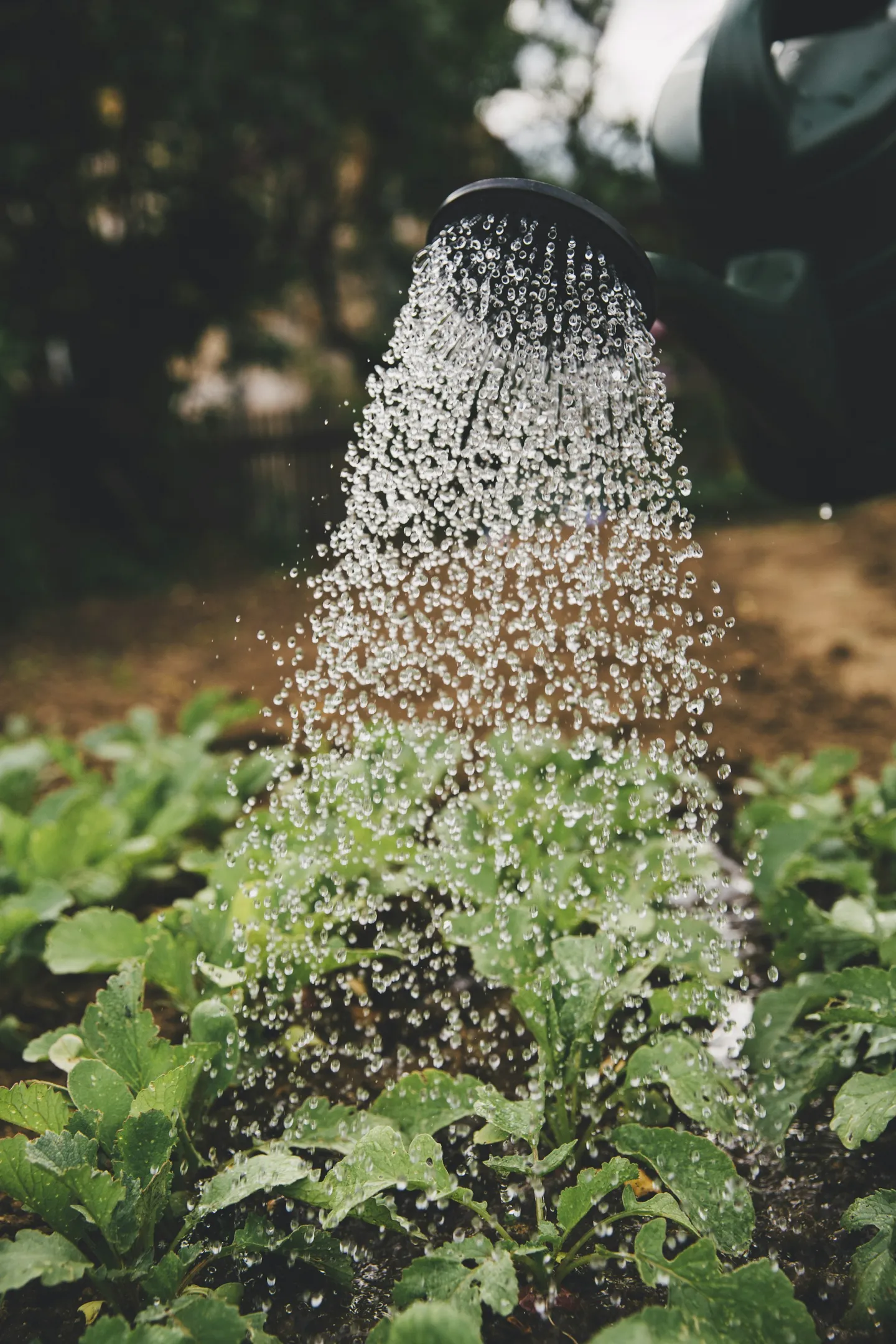 Gardener watering a plant with a watering can